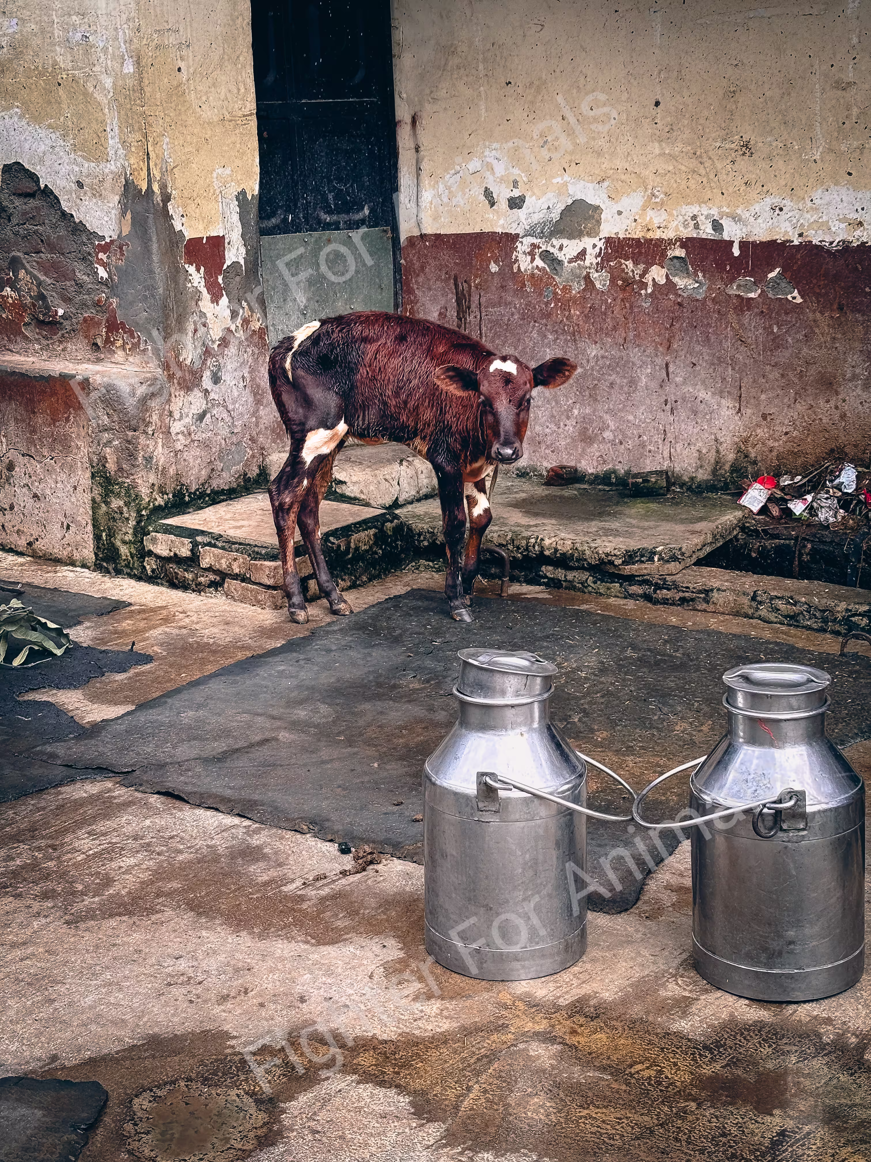 Buffaloes and cows in Delhi Dairy Farms
