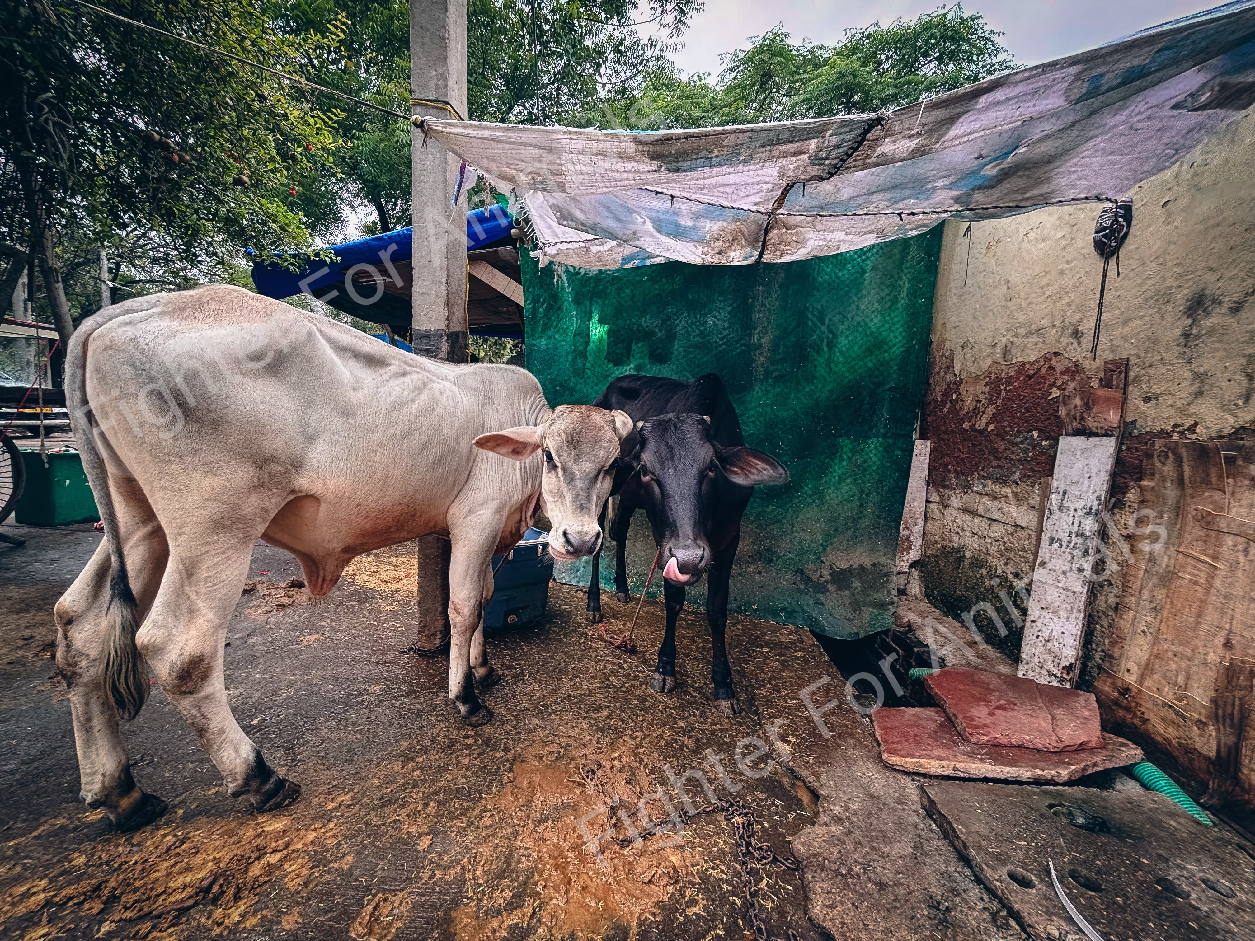 Buffaloes and cows in Delhi Dairy Farms