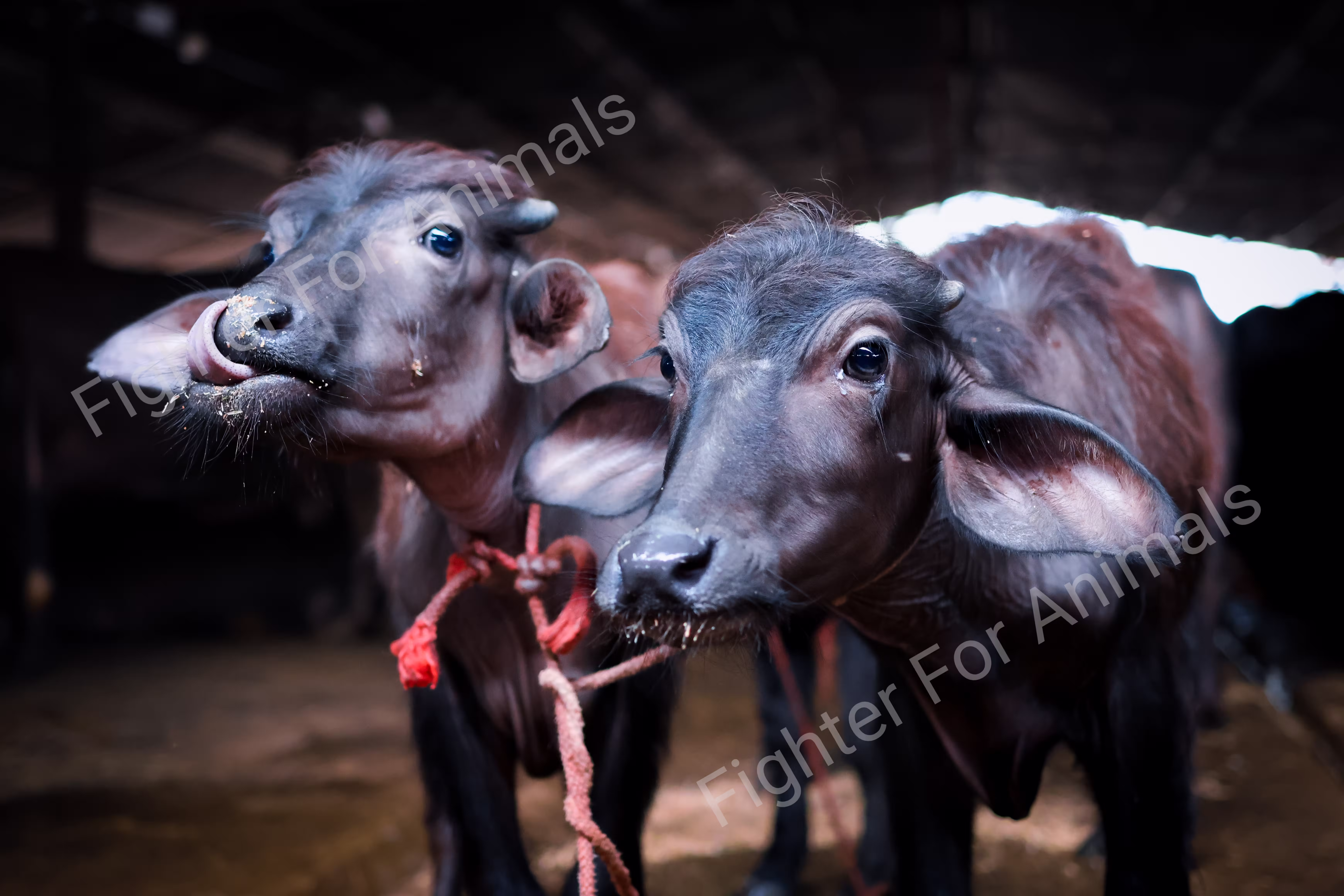 Cows in Indian Dairy Farms