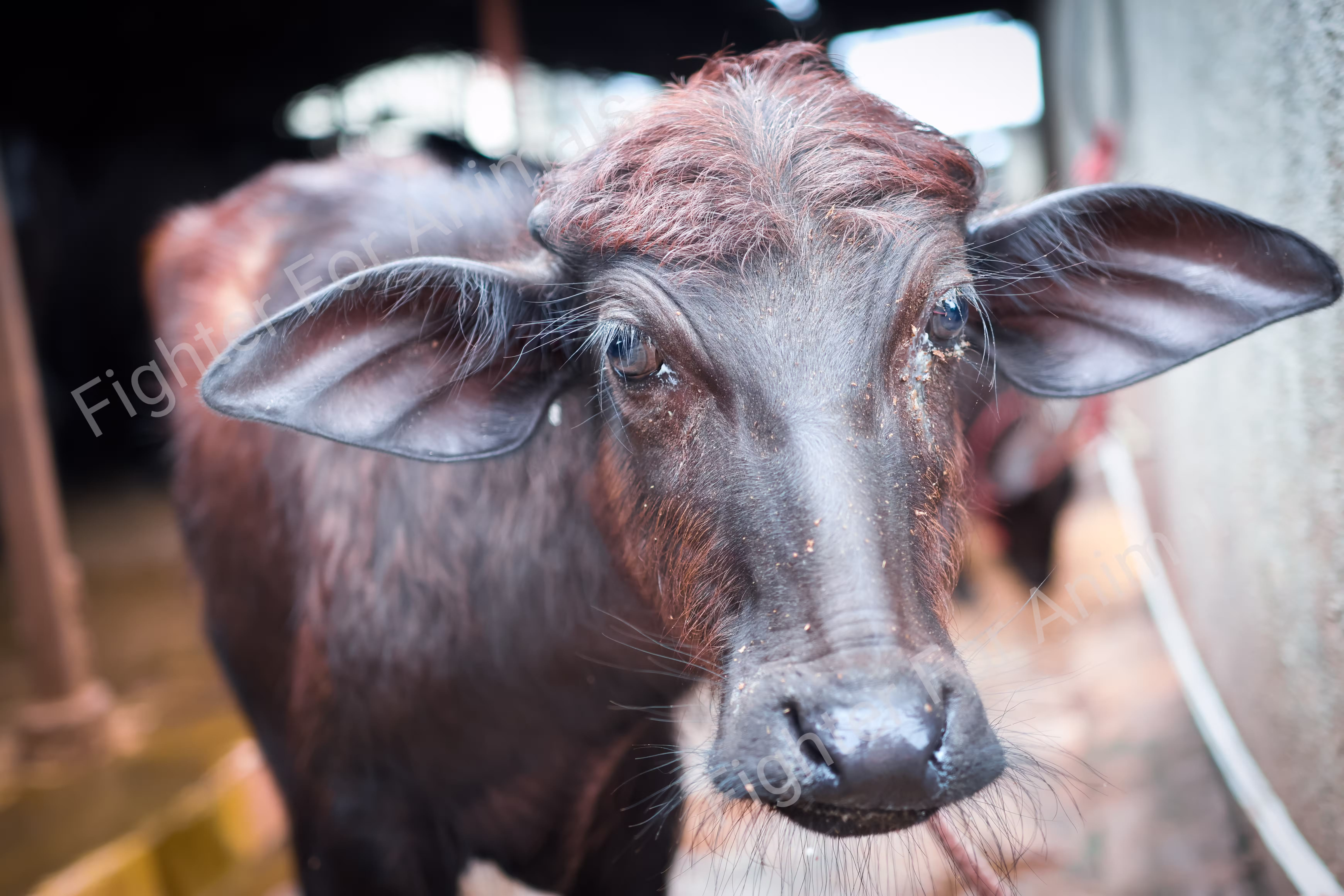 Buffaloes in Indian Dairy Farms