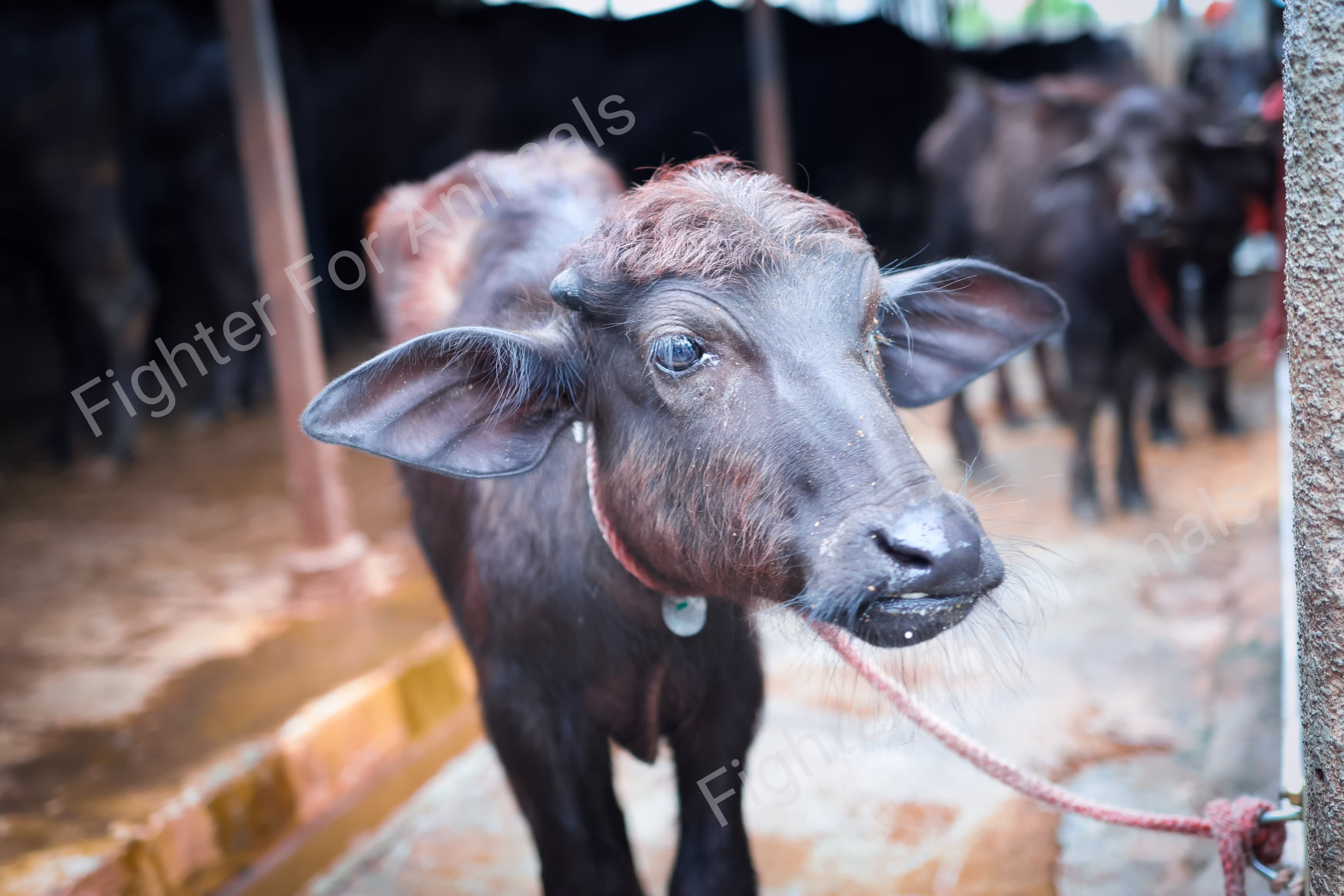 Buffaloes in Indian Dairy Farms