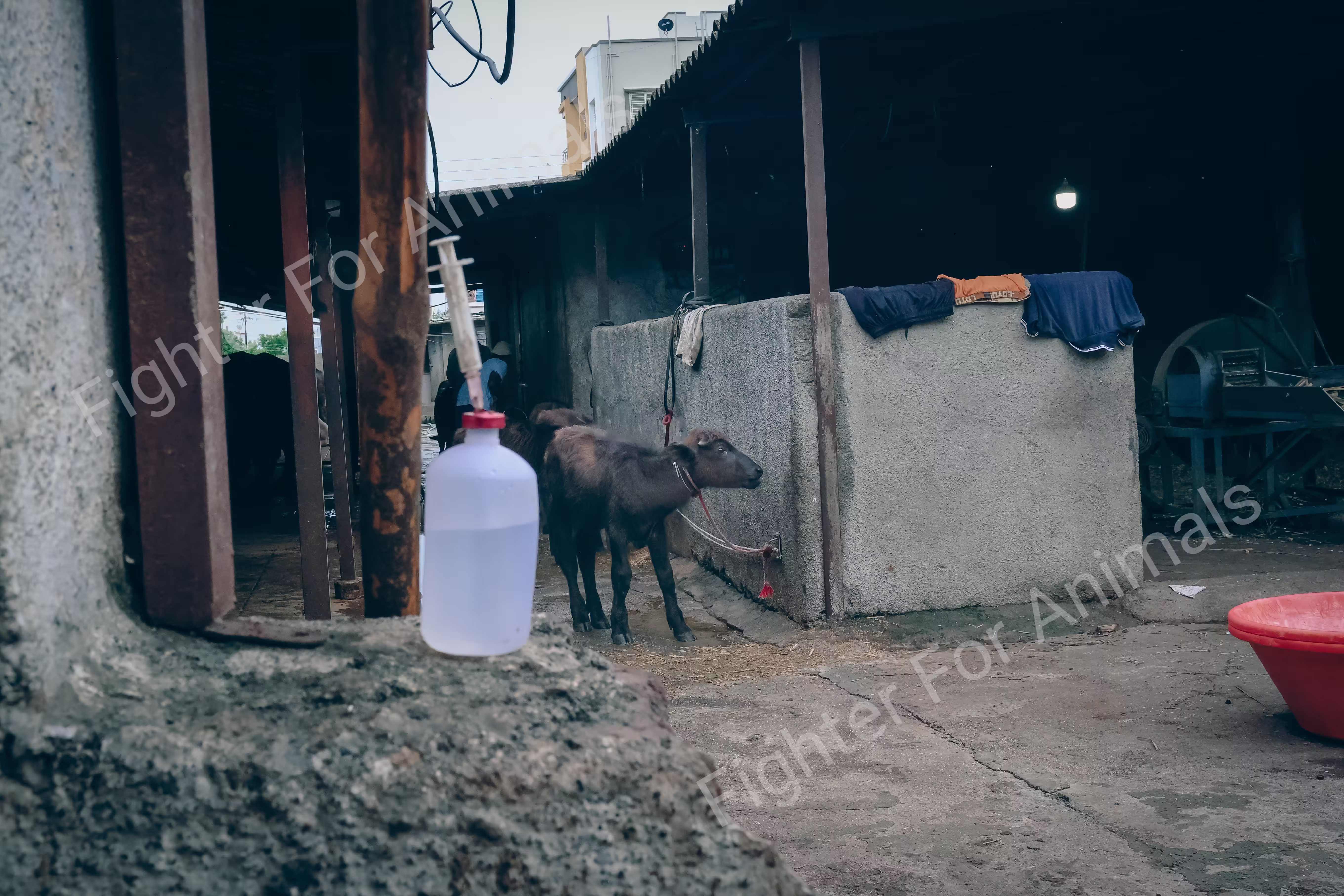 Buffaloes in Indian Dairy Farms
