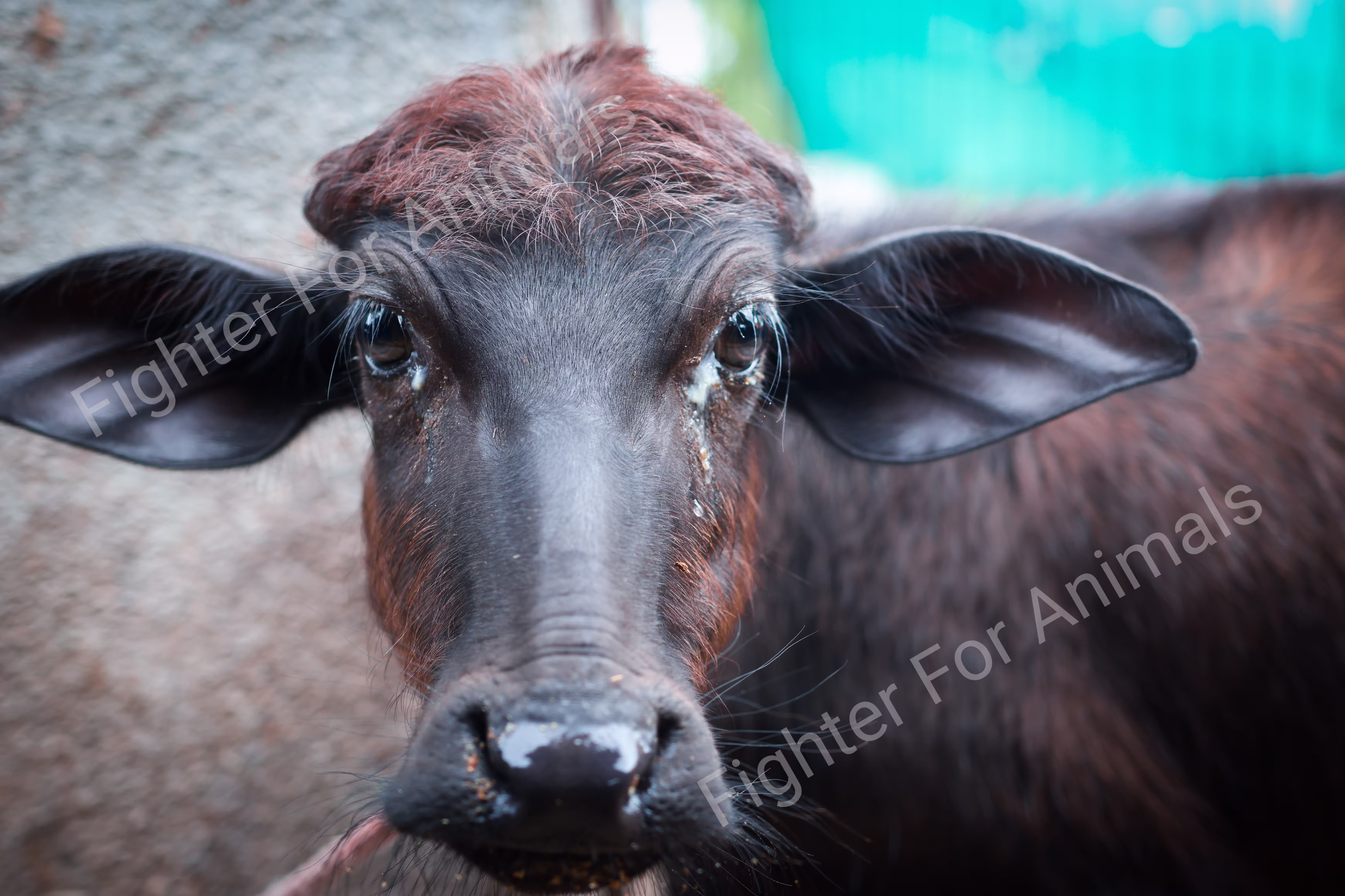 Cows and Buffaloes in Pune Dairy Farms