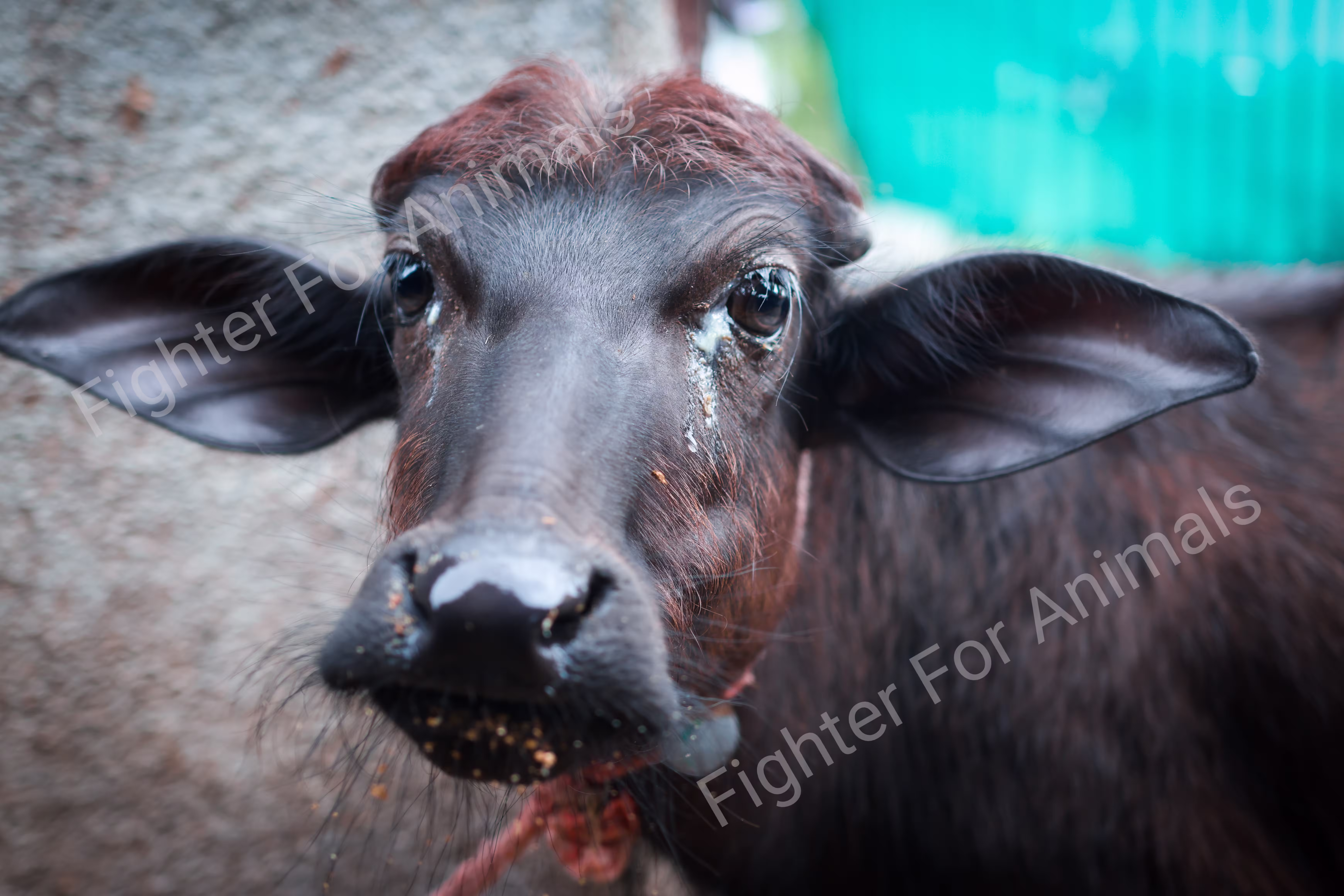 Cows and Buffaloes in Pune Dairy Farms
