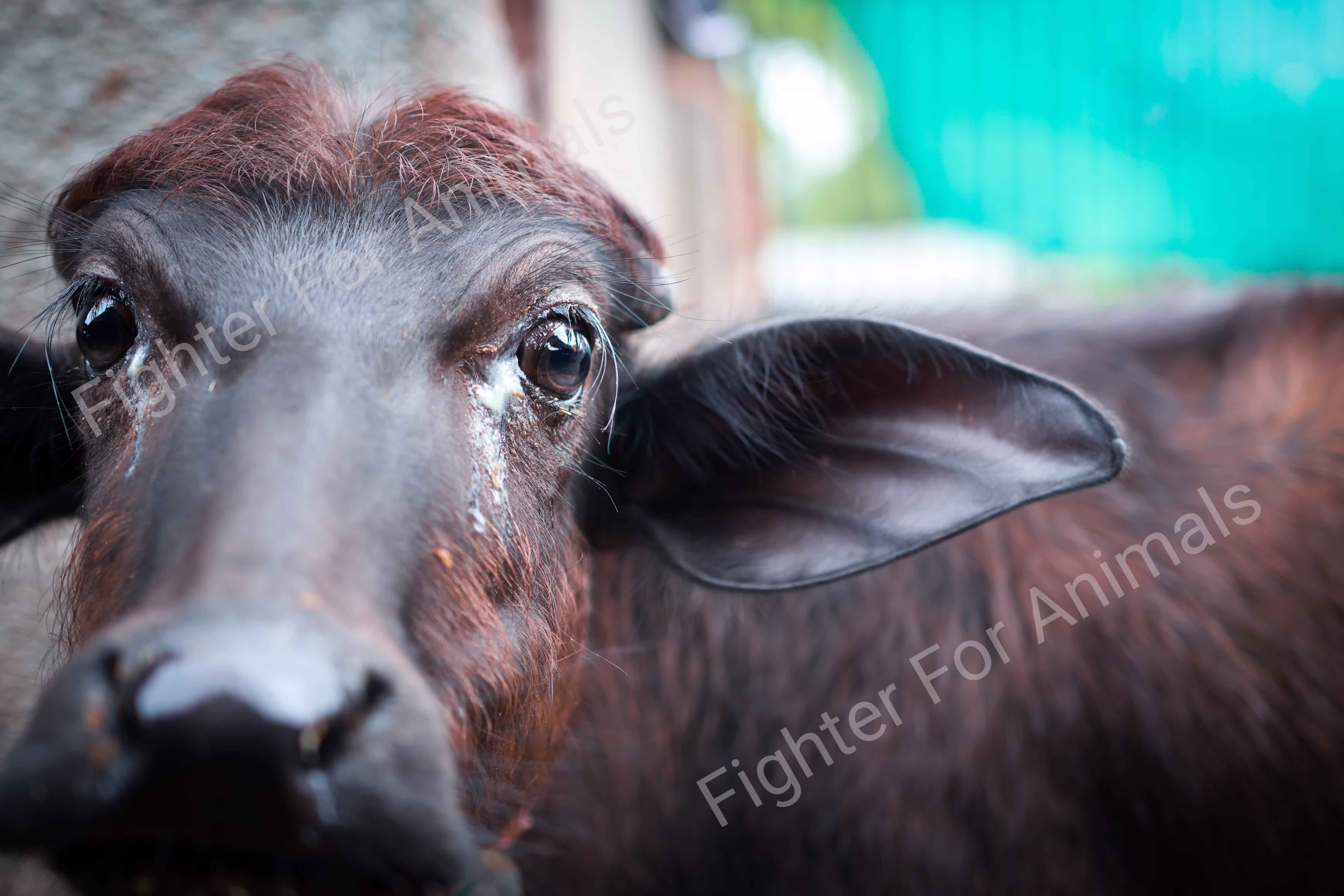 Cows and Buffaloes in Pune Dairy Farms