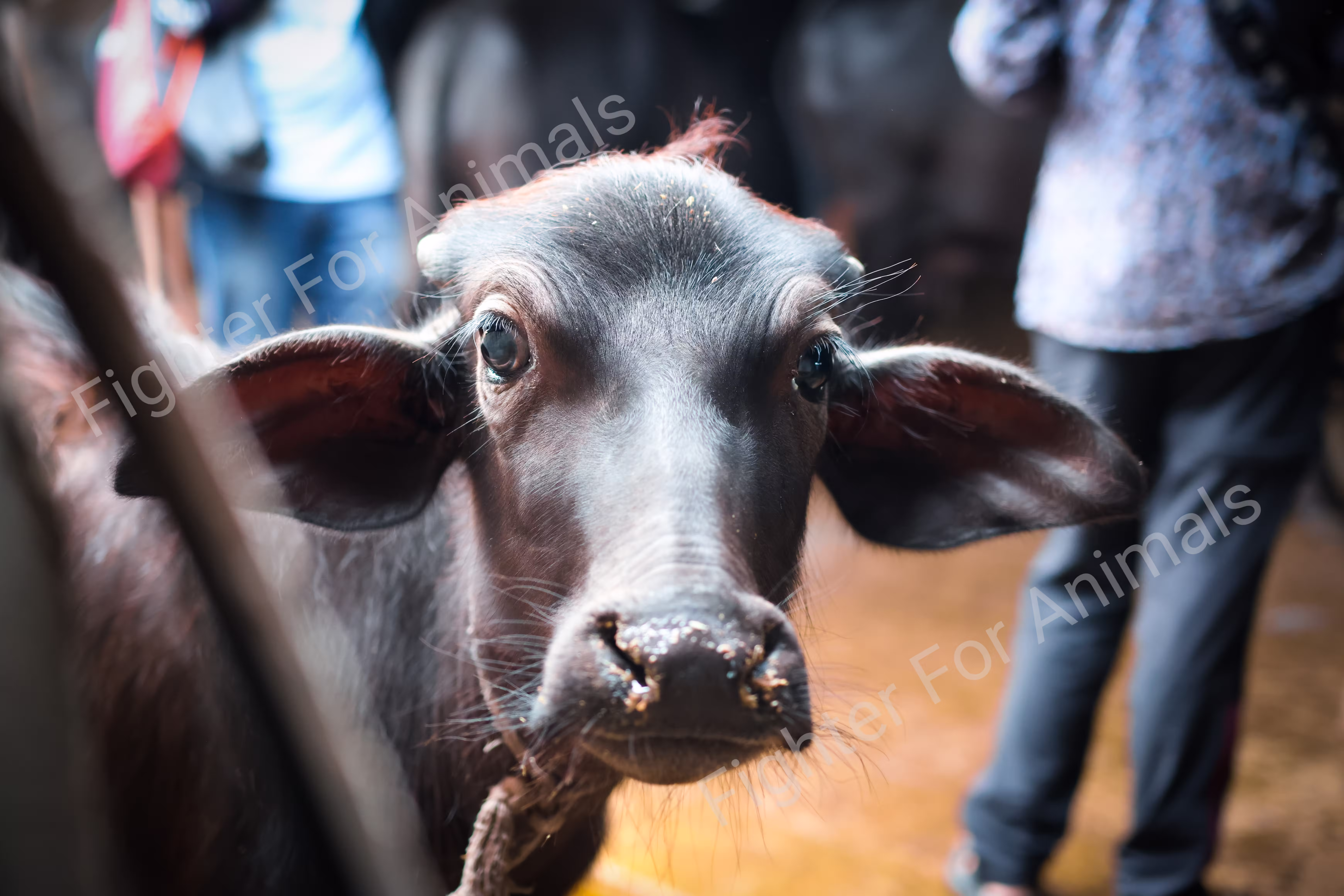 Cows and Buffaloes in Pune Dairy Farms