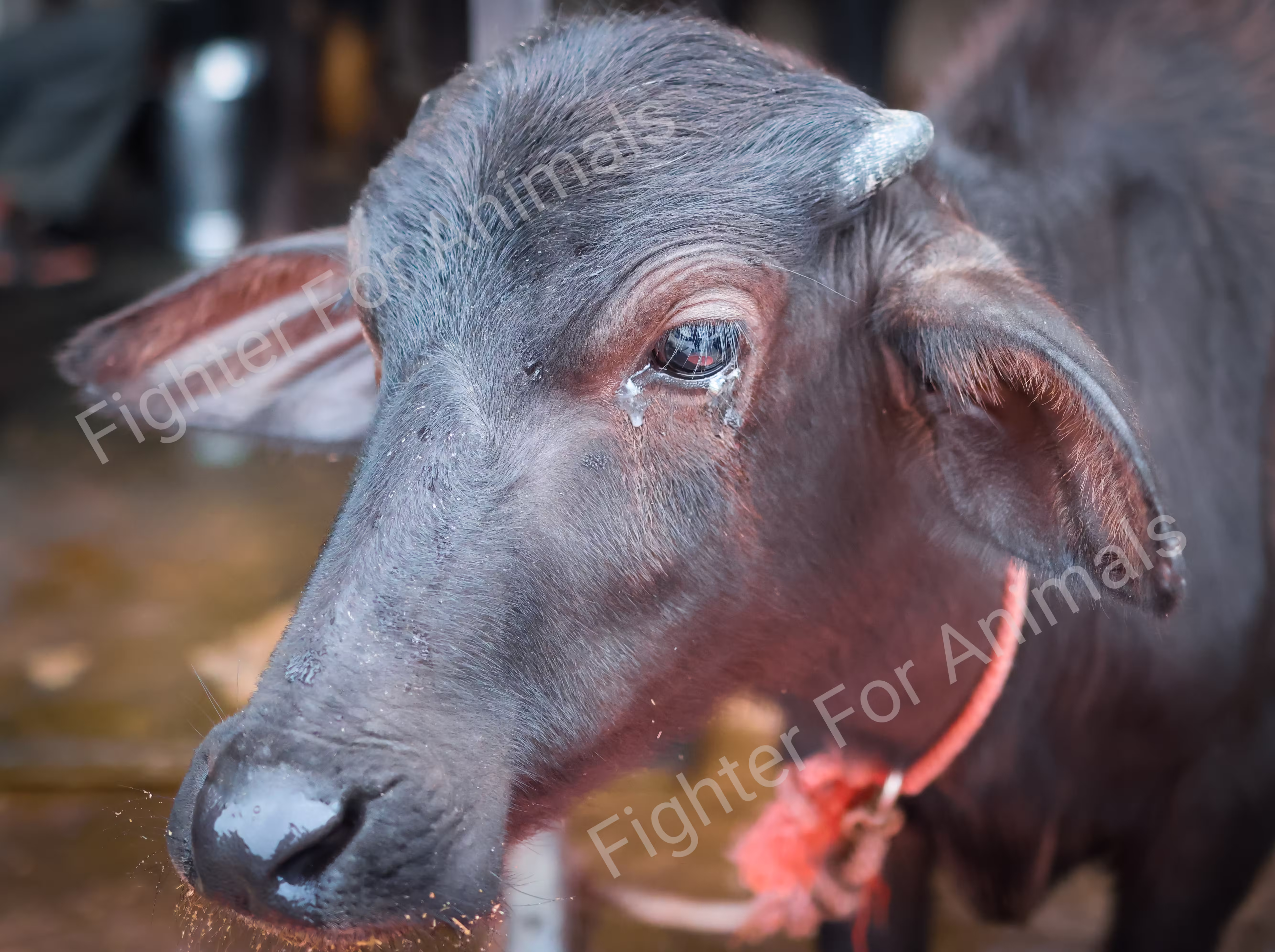 Cows and Buffaloes in Pune Dairy Farms