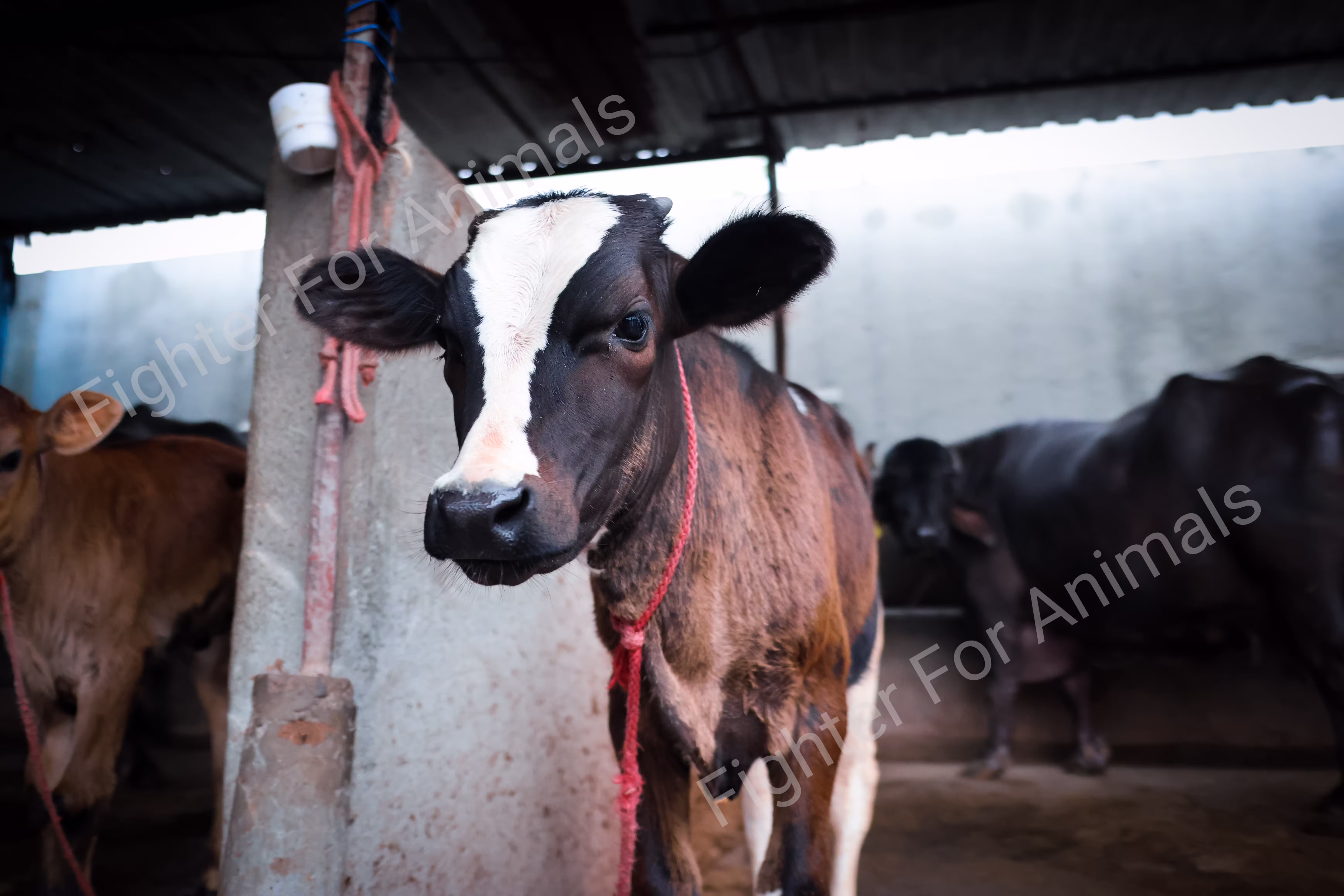 Cows and Buffaloes in Pune Dairy Farms